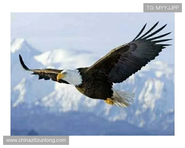 Z6人生就是博：掌握游戏技巧提升自我能力实现人生的多重可能